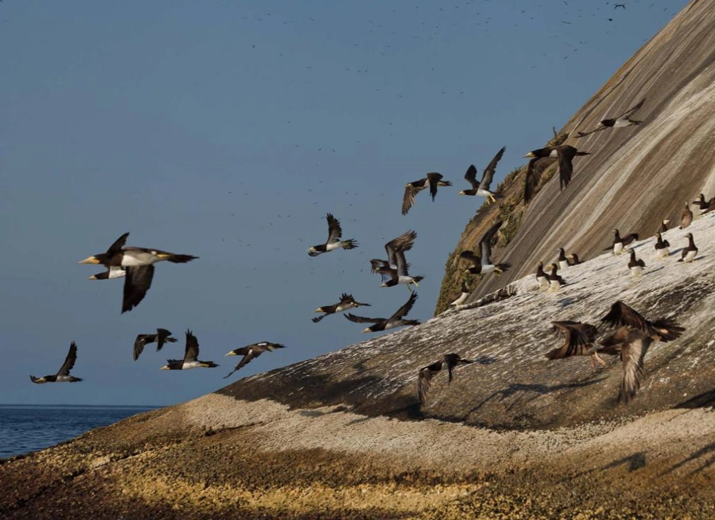 Aves marinhas nos costões.