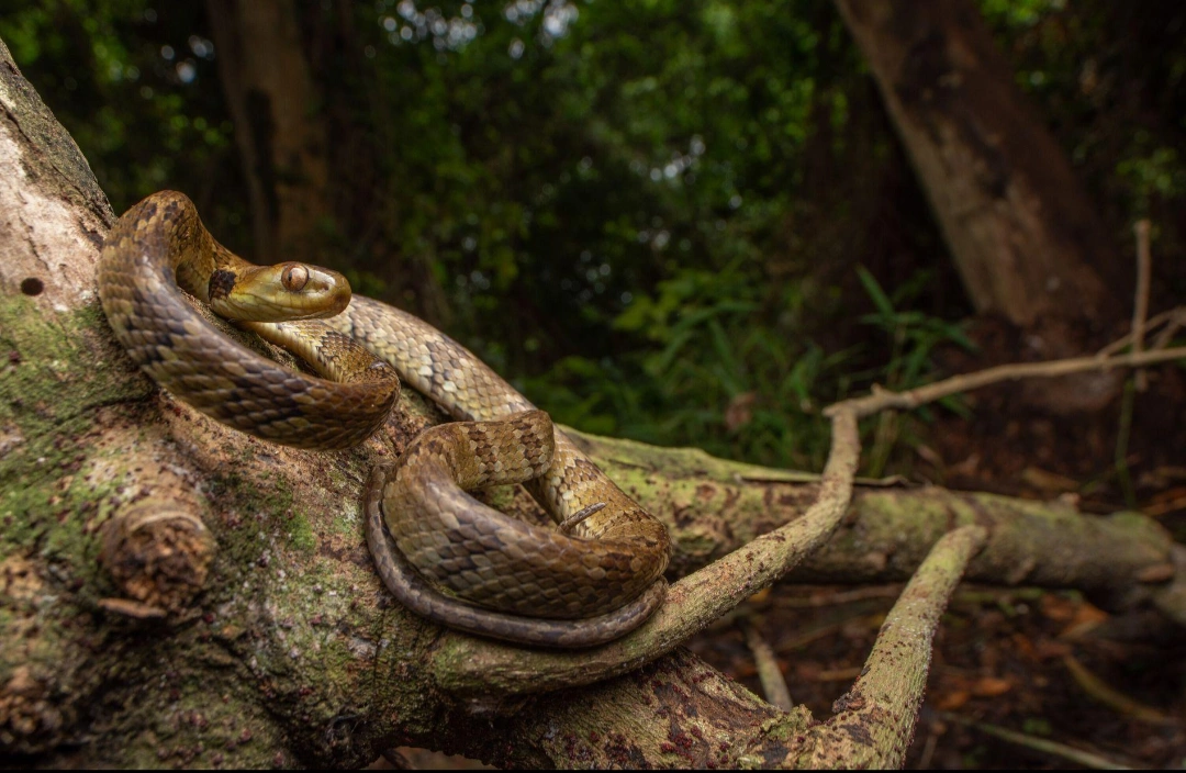 Serpente em ambiente natural — imagem enviada para a reportagem.